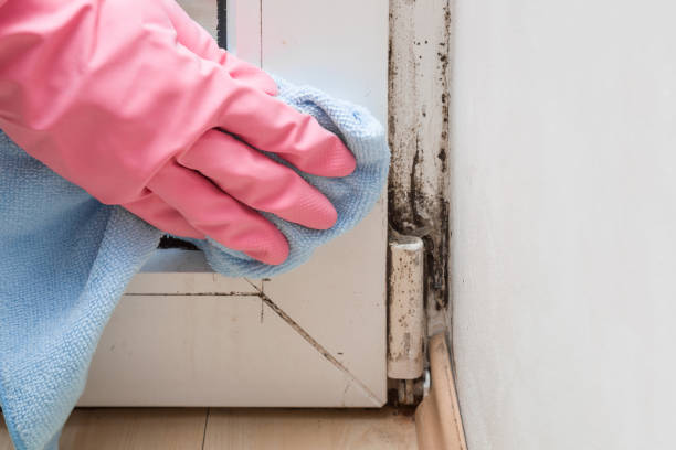 Mold Removal Process in Shady Shores, TX